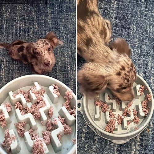 Dog eagerly eating from a puzzle feeder vessel designed to dilatory down eating, helping with digestion and information control