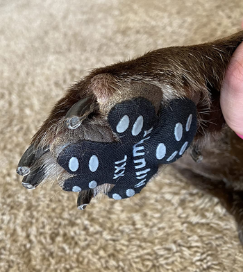 Reviewer's dog paw with anti-slip paw grips
