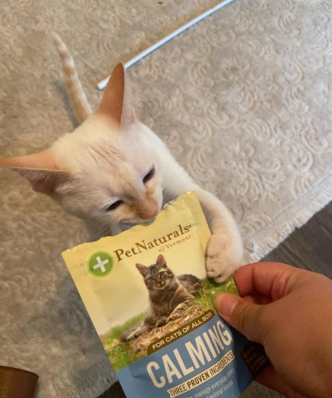 reviewer's cat nibbling on the treat bag