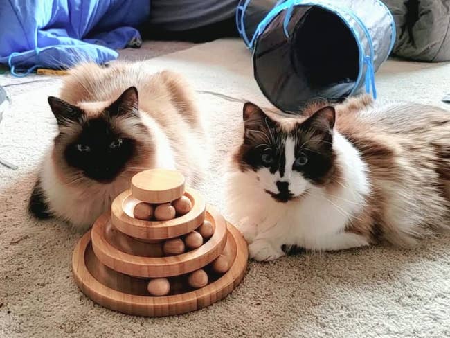 Two cats playing with three-tiered circular toy with wooden balls rolling on each level 