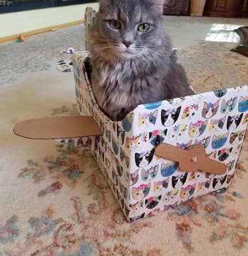 cat sitting in a box shaped like an airplane