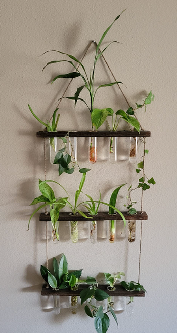 reviewer's holder filled with propagating plants in over a dozen tiny vials