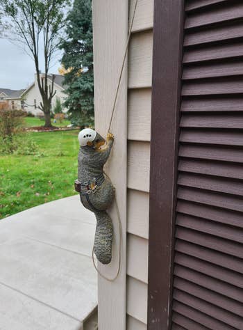reviewer's squirrel on the side of their home