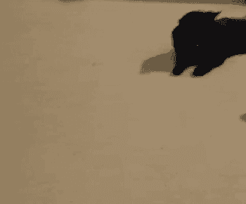 GIF of the green interactive magic ball rolling past a black cat
