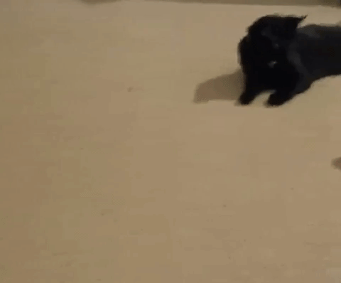 GIF of the green interactive magic ball rolling past a reviewer's black cat