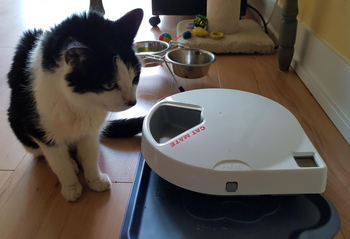 Reviewer image of black and white cat sitting in front of product on gray mat