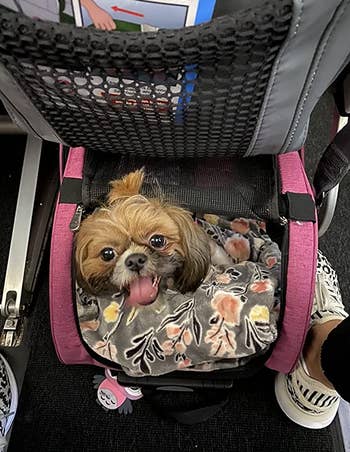 Reviewer's dog peeking its head out of the pink carrier, which is under an airplane seat