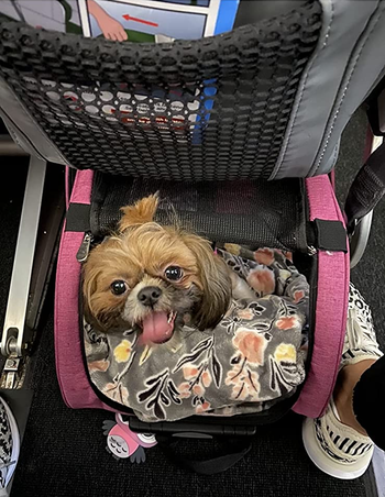 reviewer's dog peeking its head out of the pink carrier, which is under an airplane seat