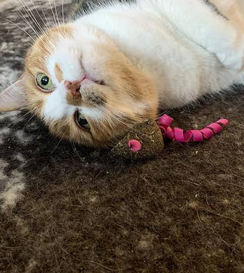 a cat rubbing against the catnip mouse toy