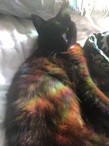 reviewer photo of their cat with sun cast rainbows on it