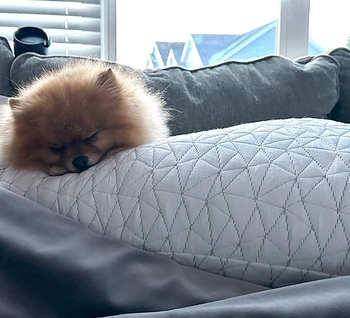 The white pillow fluffed up with a dog sleeping on it 
