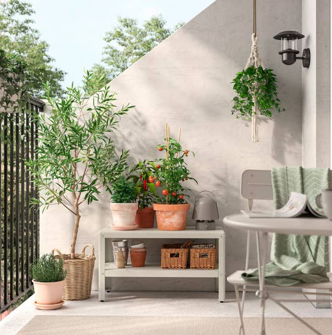 Balcony plot  setup with potted plants connected  a metallic  shelf, a hanging plant, and a tiny  circular  array  with a greenish  broad  draped implicit    a chair
