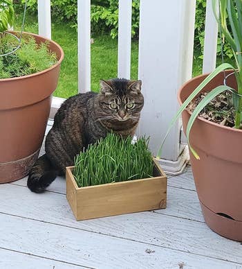 a cat sitting next to the cat grass