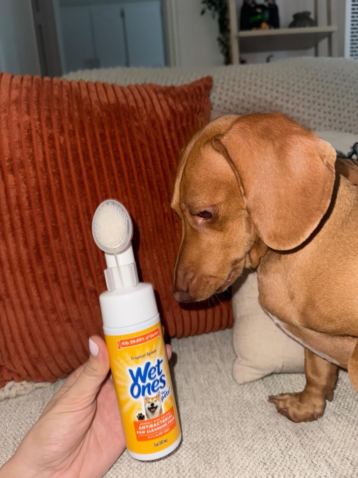 Seseorang yang memegang tisu basah antibakteri untuk hewan peliharaan bersama seekor dachshund yang sedang duduk di sofa sambil memperhatikan tisu tersebut dengan saksama