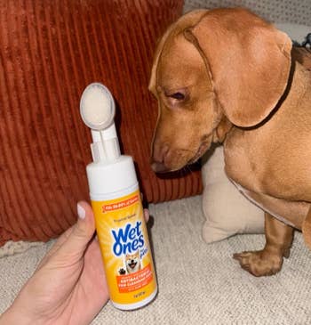 Seseorang yang memegang tisu basah antibakteri untuk hewan peliharaan bersama seekor dachshund yang sedang duduk di sofa sambil memperhatikan tisu tersebut dengan saksama