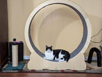 a reviewer's cat lounging inside the cat wheel