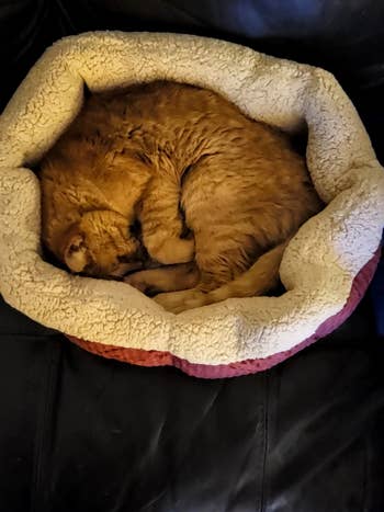 an orange cat curled up in the self warming bed