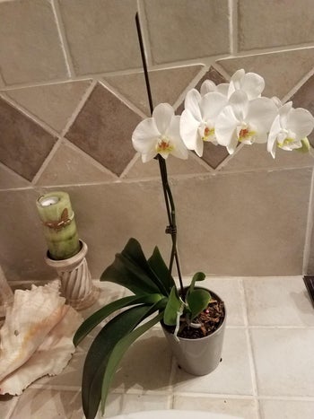 reviewer's orchid with about six blooms