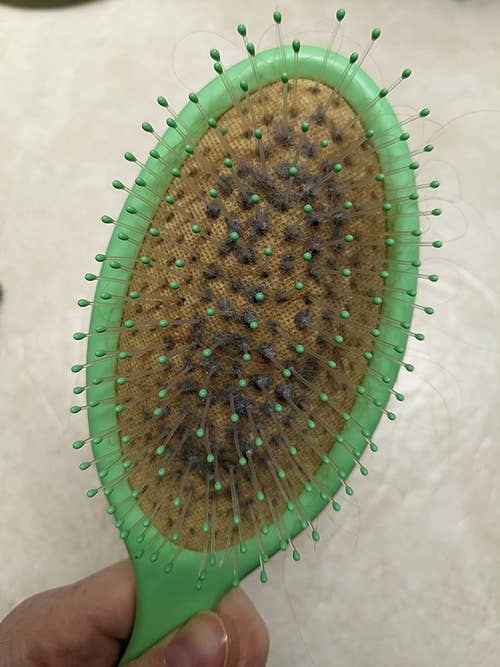 A reviewer's brush filled with fuzz and grime