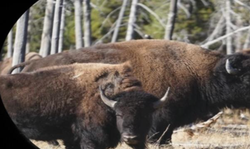 Reviewer photo of buffalo being seen through binoculars