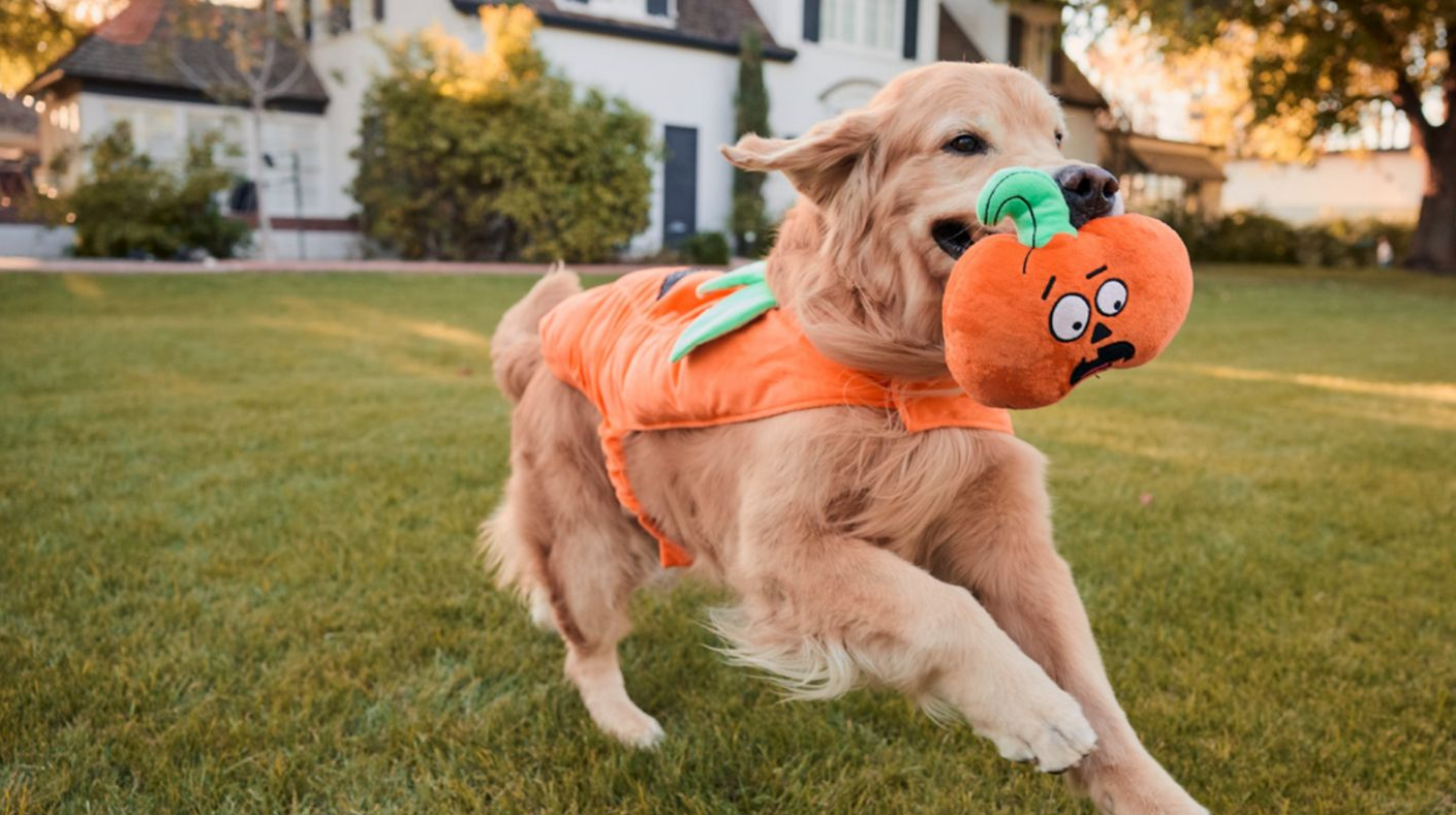 various dogs in costume