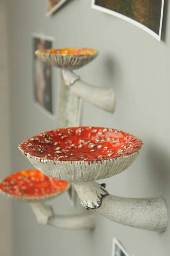 A close up of the red mushroom shelf