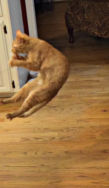 a reviewer's cat jumping in the air to play with the toy