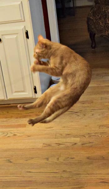 a reviewer's cat jumping in the air to play with the toy