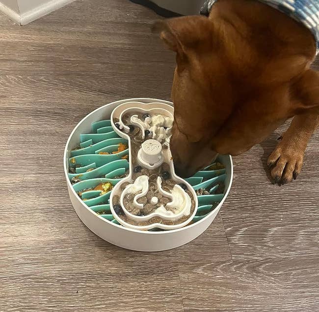 A reviewer's dog eating out of the bowl with a slow feeder insert on the bottom and a spinning compartment on top