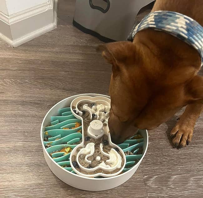 A reviewer's dog eating out of the bowl with a slow feeder insert on the bottom and a spinning compartment on top