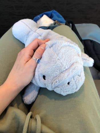 the manatee on a different reviewer's lap