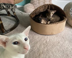 reviewer photo of two cats in the cat bed, one more cat photobombing