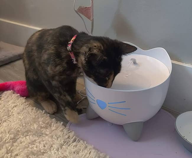 a reviewer photo of a cat drinking from the fountain