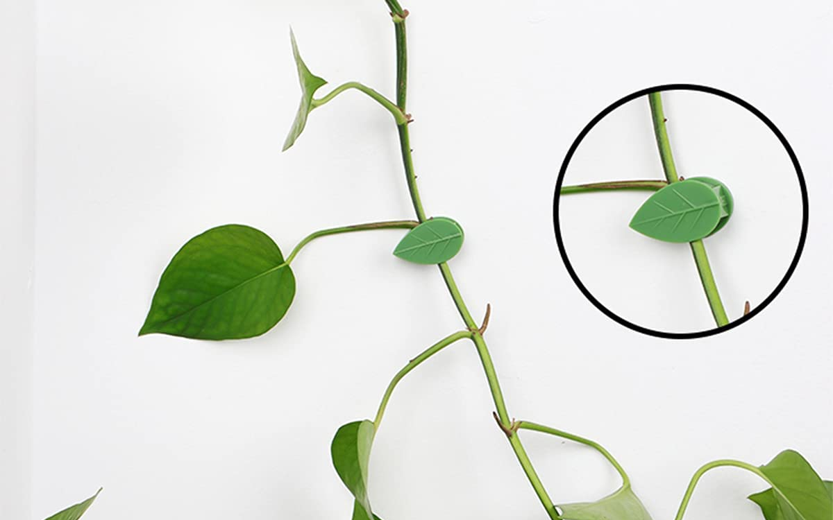 leaf-shaped clip on wall holding pothos stem 