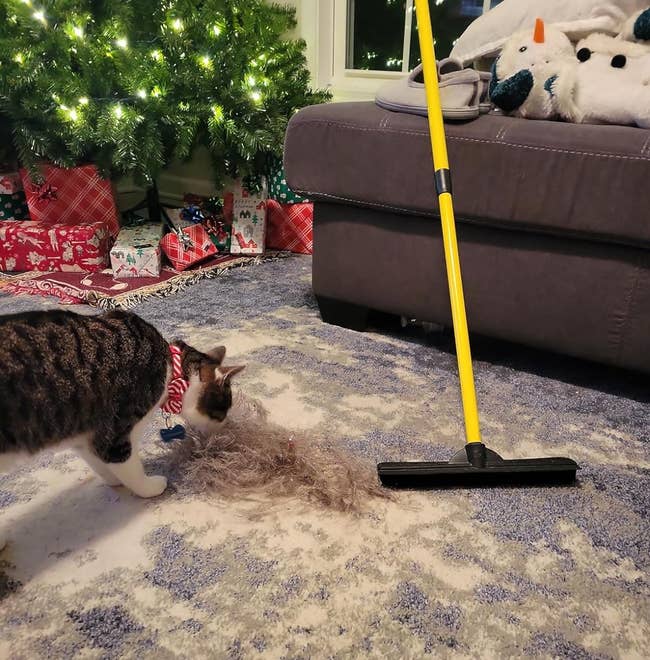 the carpet rake next to hair swept up, and a cat sniffing it