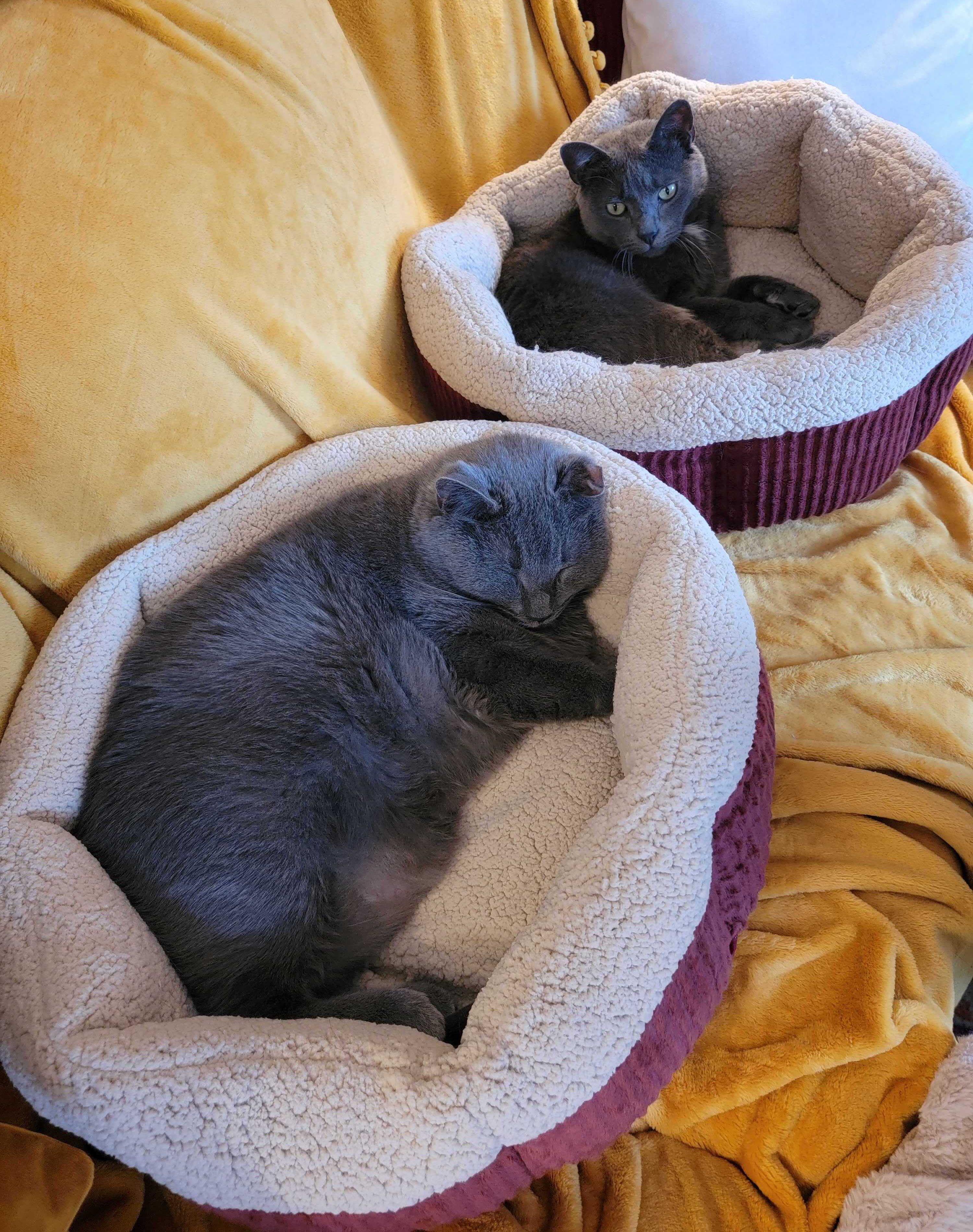 two cats in the red aspen self warming cat beds