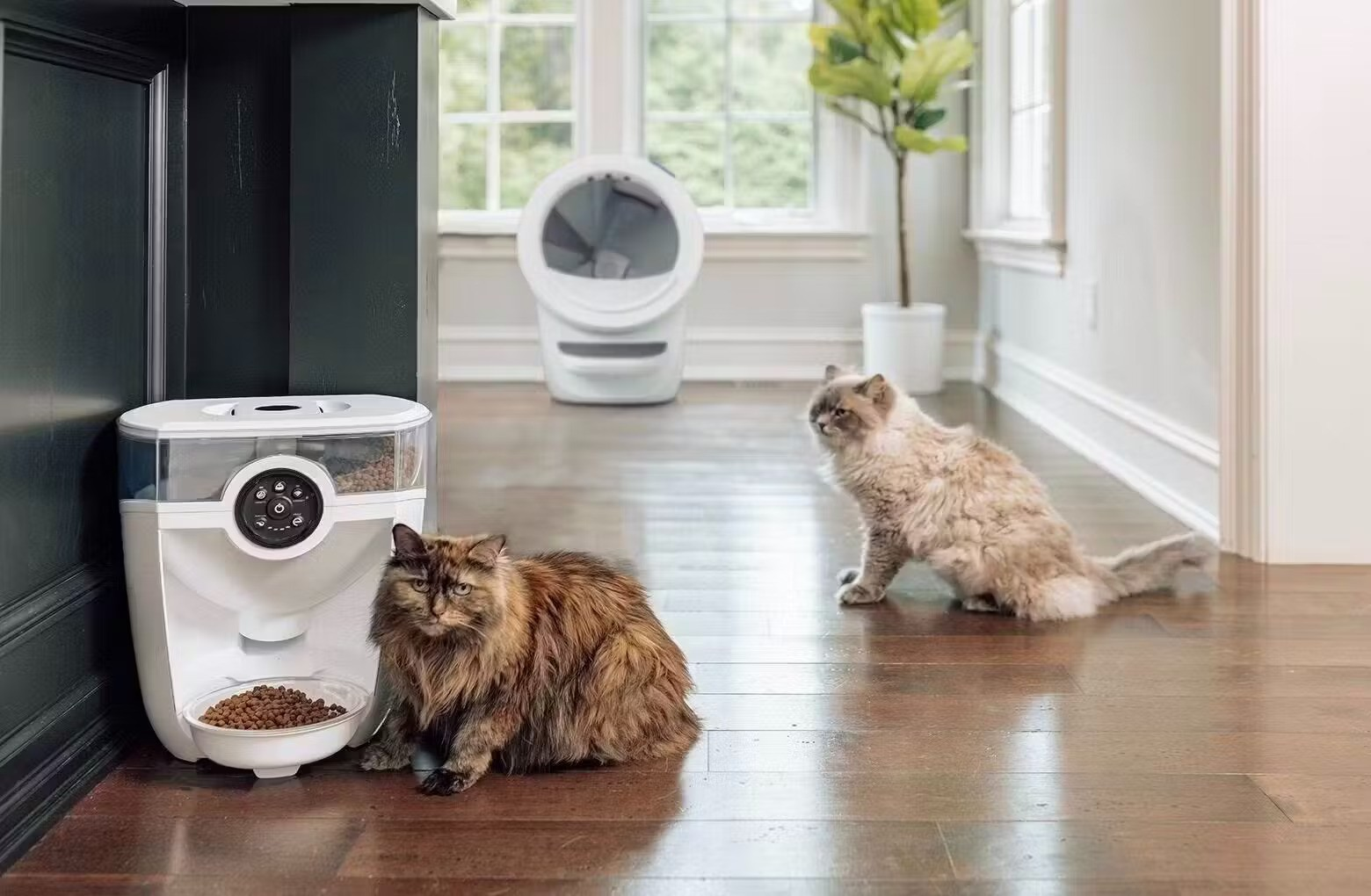 15 Best Automatic Cat Feeders