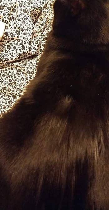 reviewer's dark haired cat with soft, clean looking fur