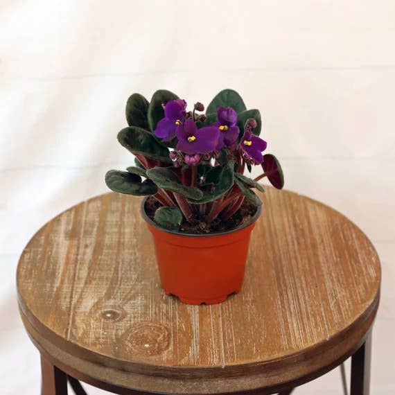 A potted purple African violet