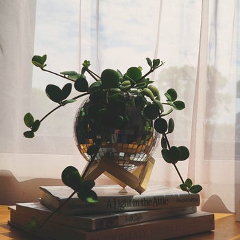 The planter on a wooden display 
