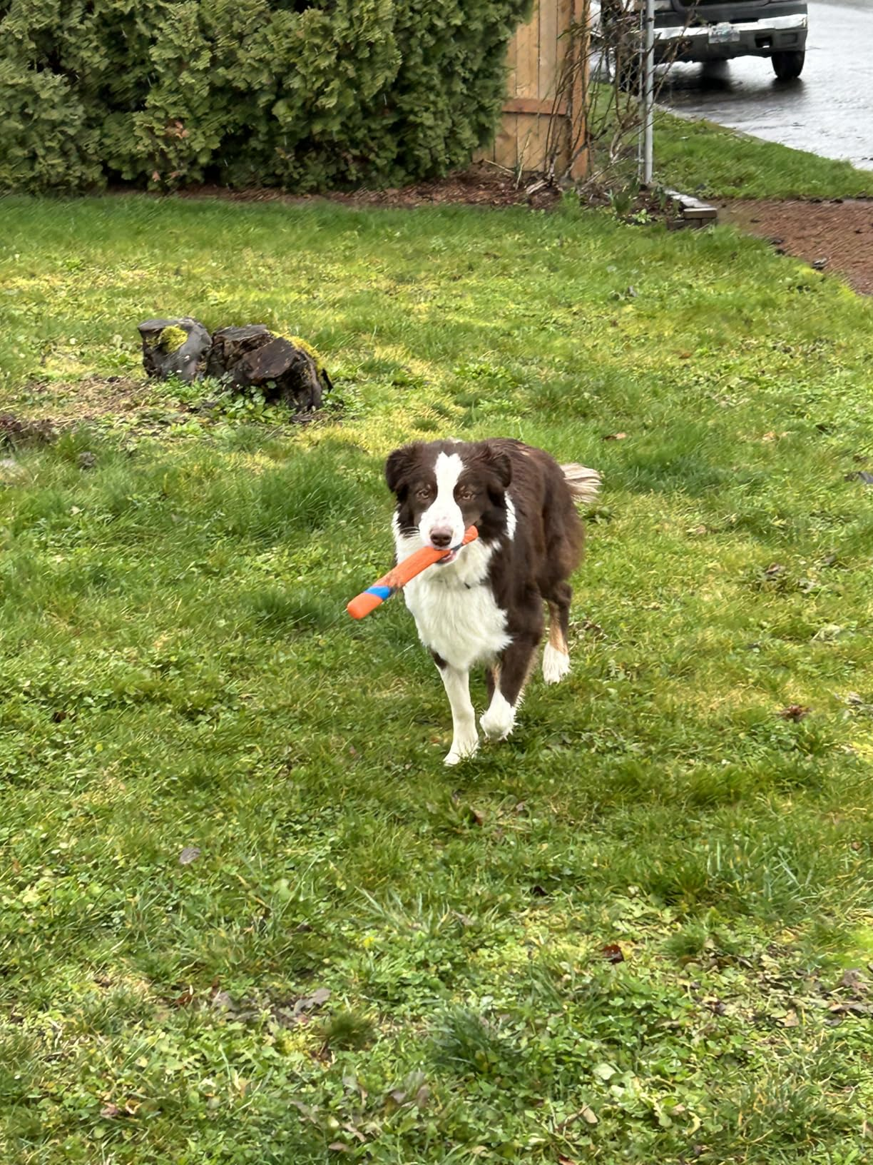 Dog successful  a grassy gait   holding a artifact  successful  its mouth, with trees and a parked conveyance  successful  the background