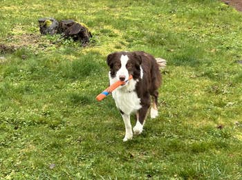 Dog successful a grassy gait holding a artifact successful its mouth, with trees and a parked conveyance successful the background