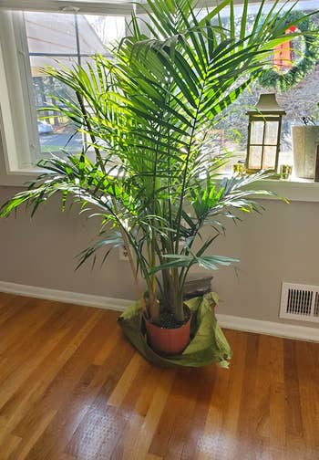 reviewer's majesty palm sitting near a window in their house