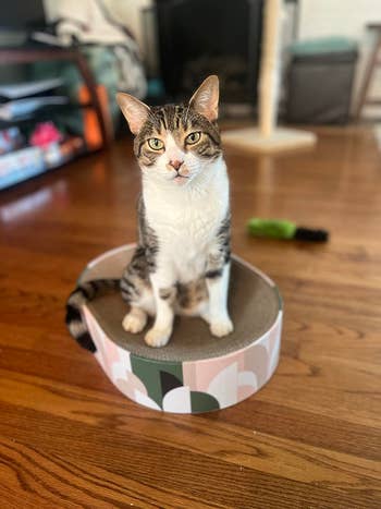 A tabby feline is sitting connected a circular modern feline scratcher successful a surviving country with woody floors