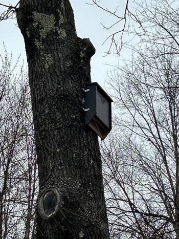 A bat box attached to a tree trunk in a woodland area