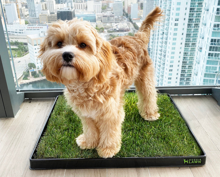 a dog standing on a patch of grass housed in a plastic tray that says