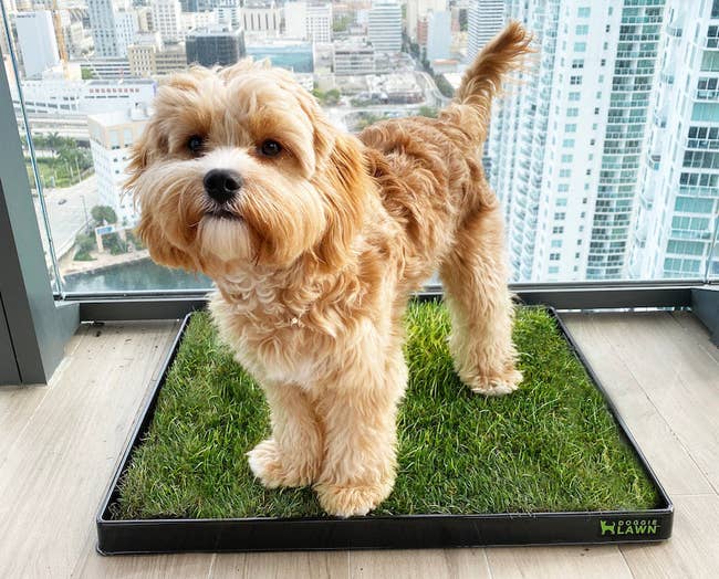 a dog standing on a patch of grass housed in a plastic tray that says 