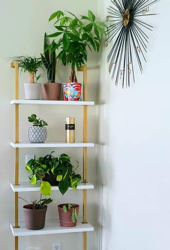 reviewer photo of the white and gold shelves holding plants and decorative items
