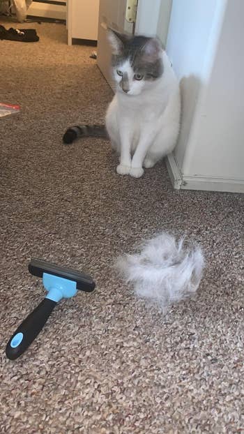 A cat sitting next to the tool and a pile of fur