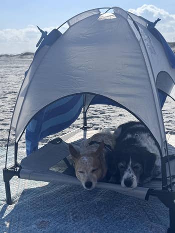 Two dogs remainder  nether  a tiny  formation  canopy connected  a sandy shore, lying connected  a raised favored  bed